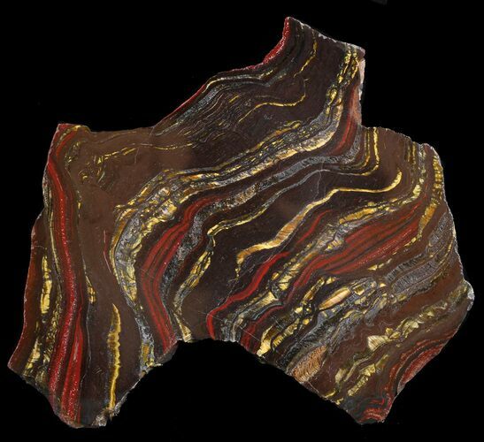 Polished Tiger Iron Stromatolite - ( Billion Years) #46619
